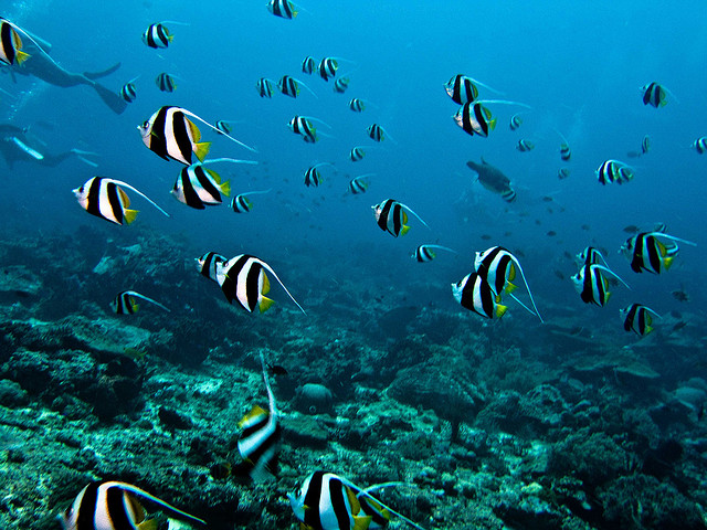 Vie sous-marine à Bali en Indonésie