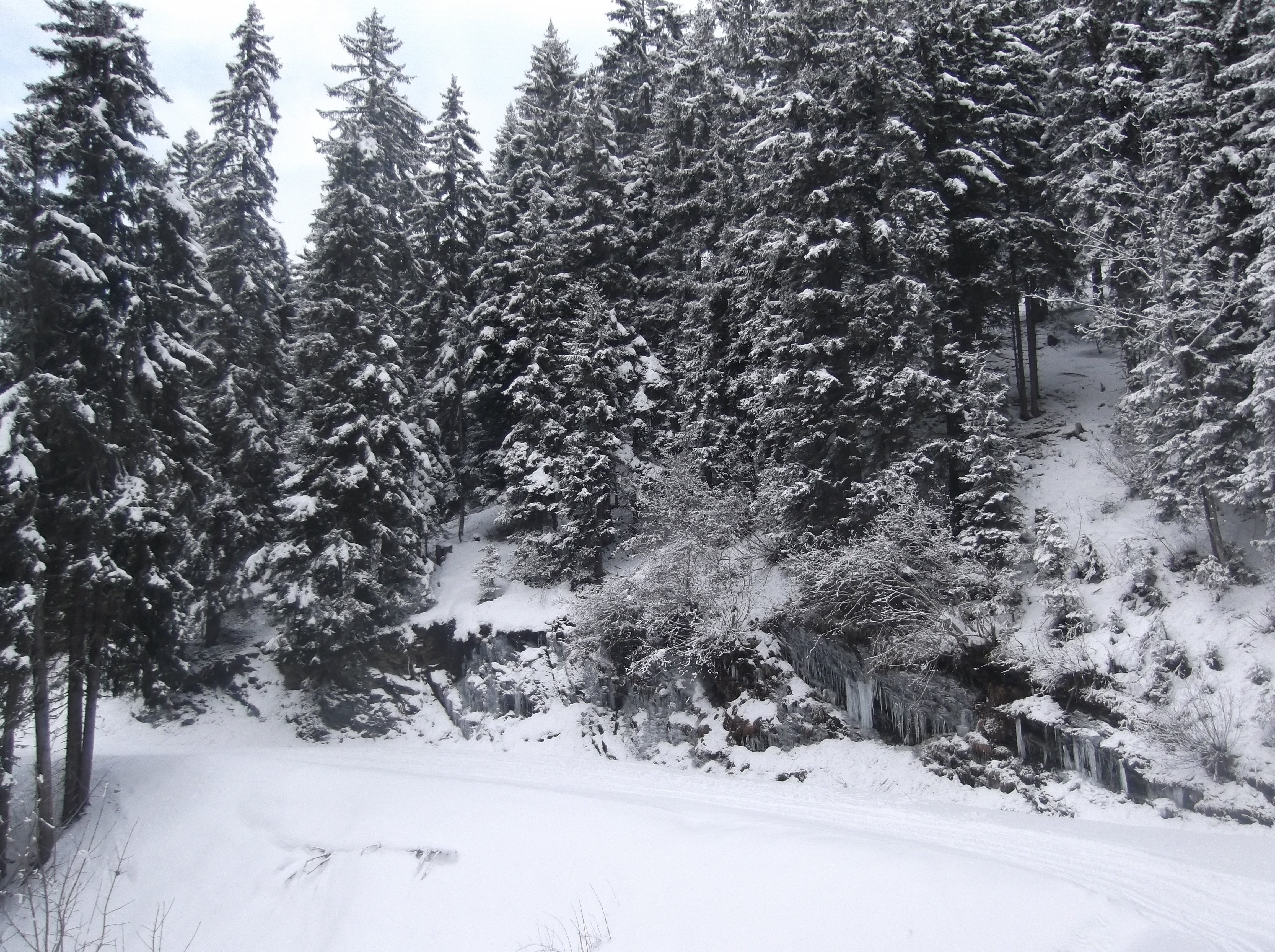 Promenade dans les sous bois en raquettes