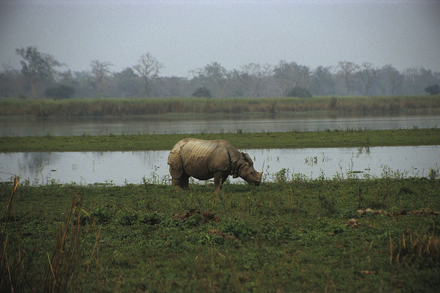Un rhinocéros dans le parc de Kaziranga