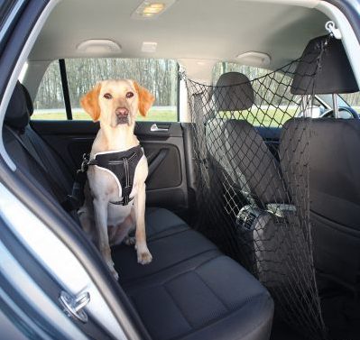 Un chien attaché en voiture = sécurité !
