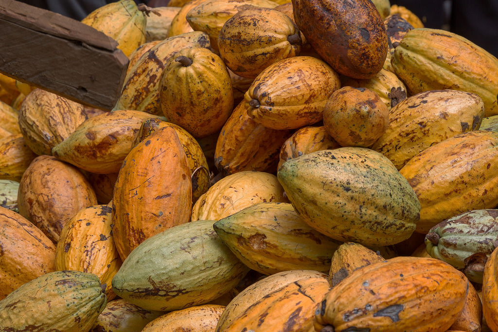 Cacao - Ferme La Loma