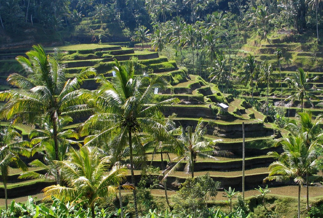 Bali