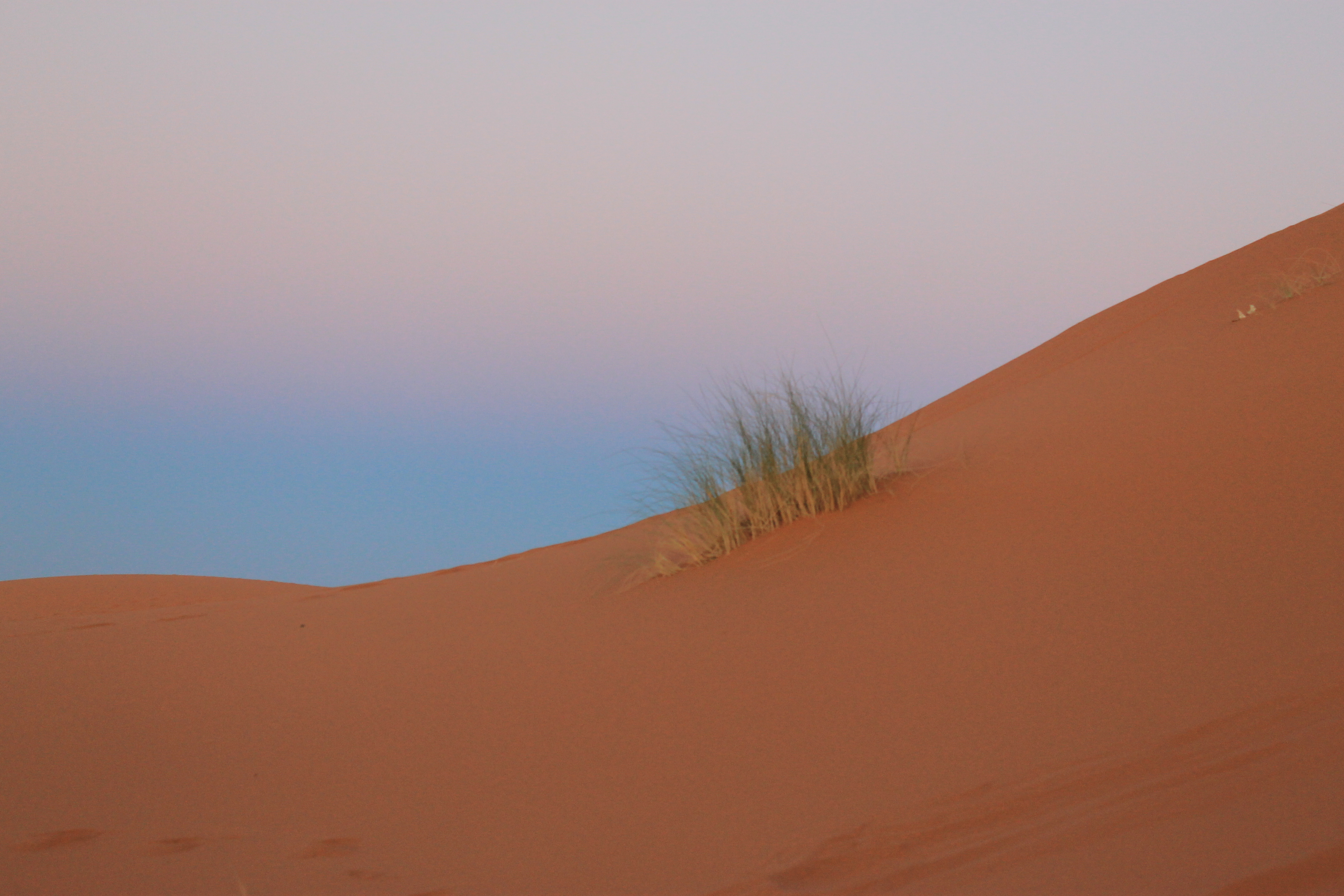 Une touffe d'herbe dans les dunes du Sahara