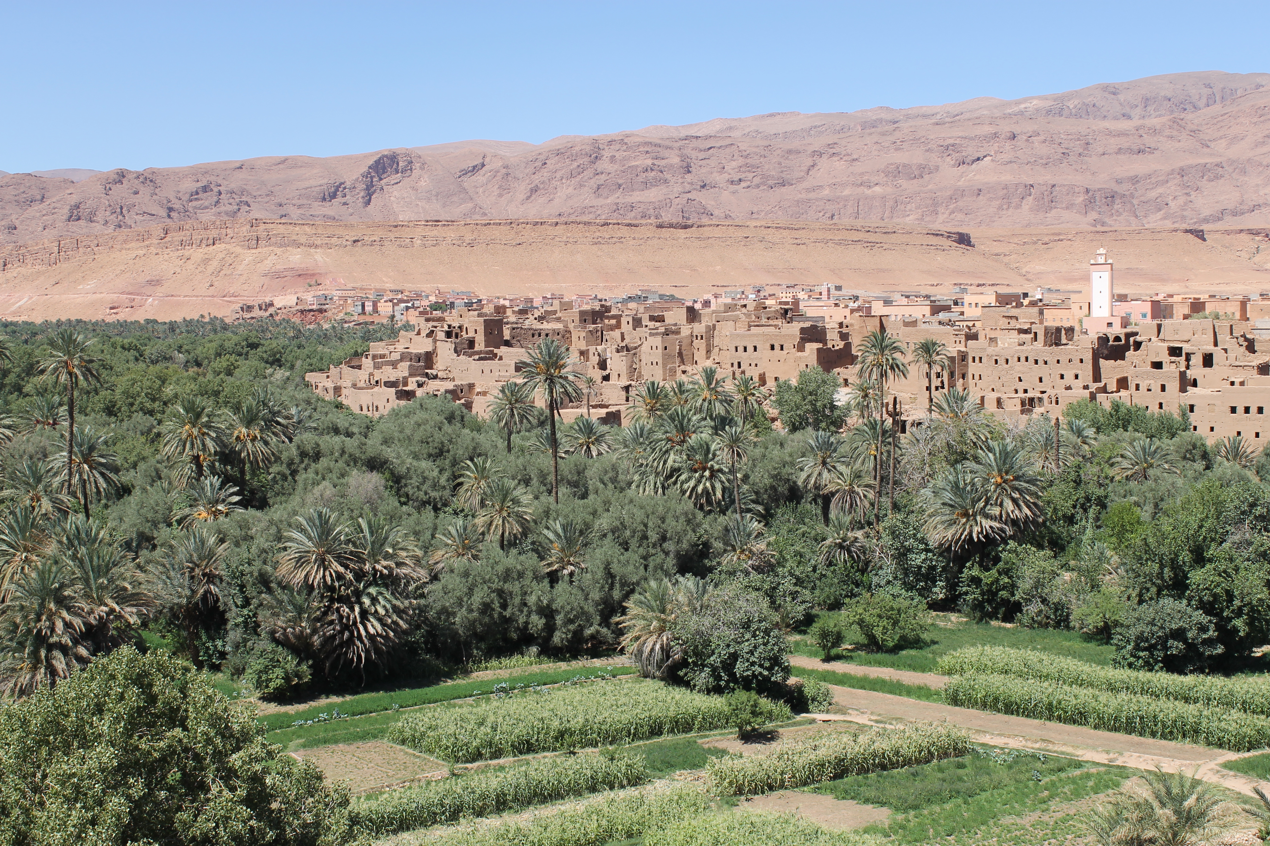 Palmeraie au Maroc