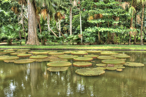 Le jardin de Pamplemousse © Chuckas_McFly 