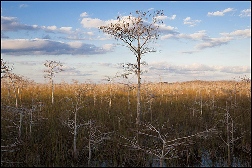 Parc National des Everglades