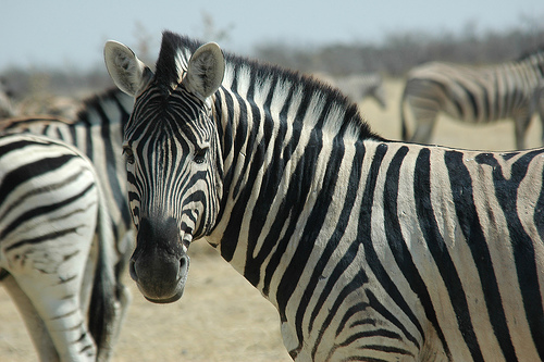 Un zèbre dans le parc d'Etosha en Namibie