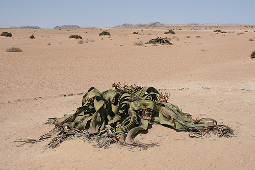 Welwitschia