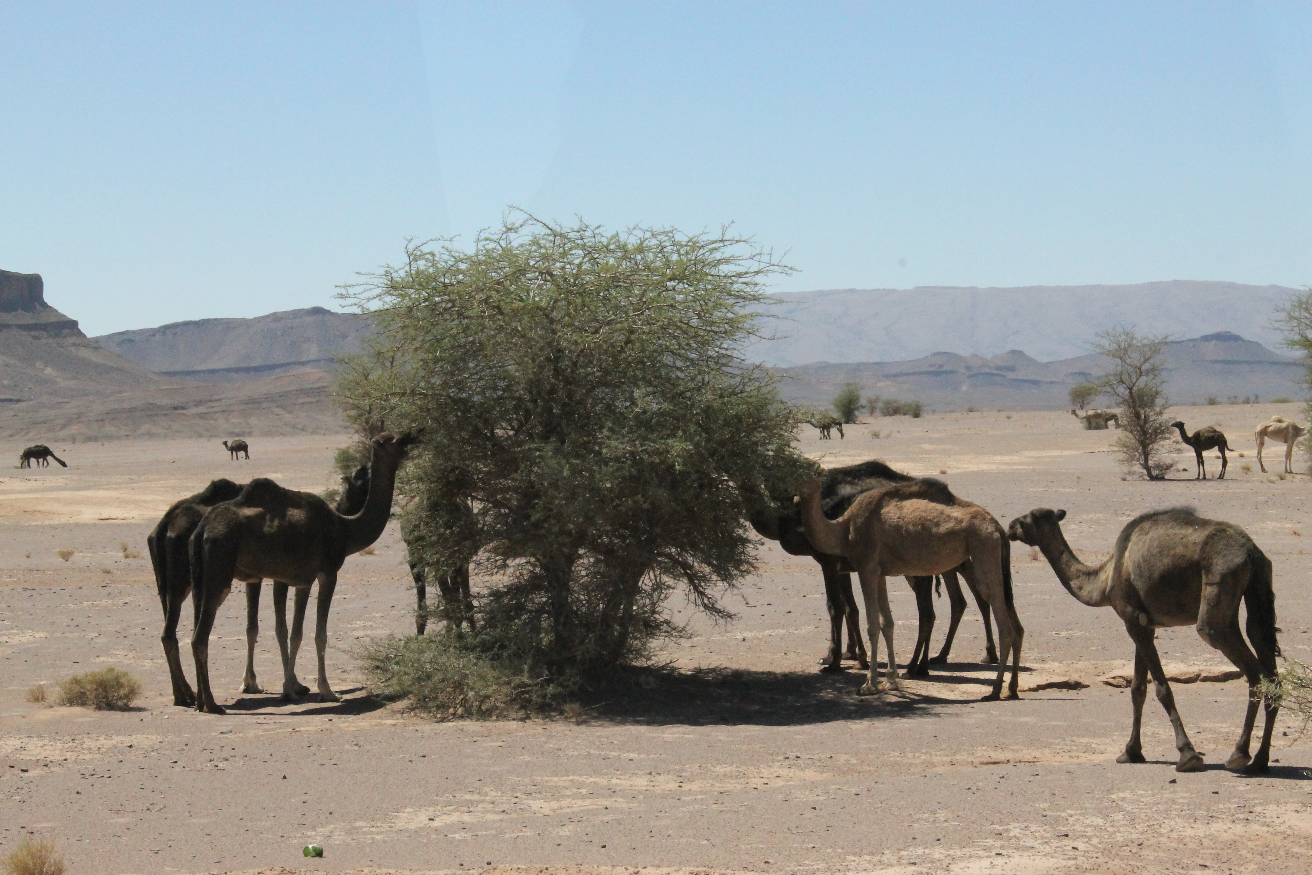 Des dromadaires dans le désert marocain