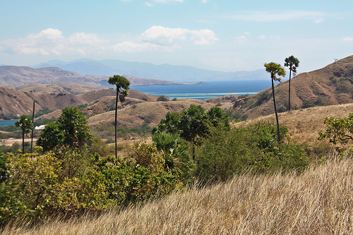 Parc de Komodo