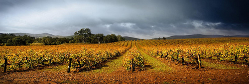 Faire les vendanges en Australie