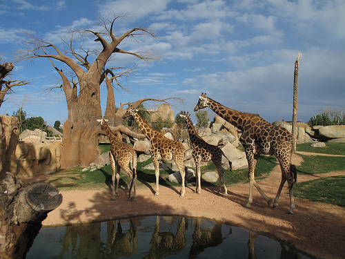 Le Bioparc de Valencia