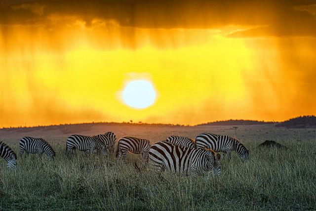Zebras in the Masai Mara Park in Kenya