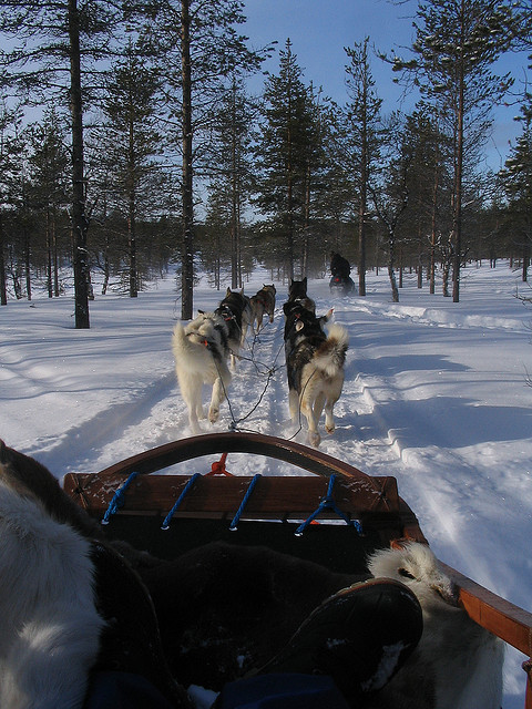 Balade en chiens de traineau