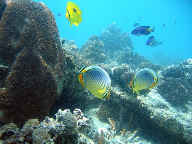 Les poissons-papillons aux Seychelles