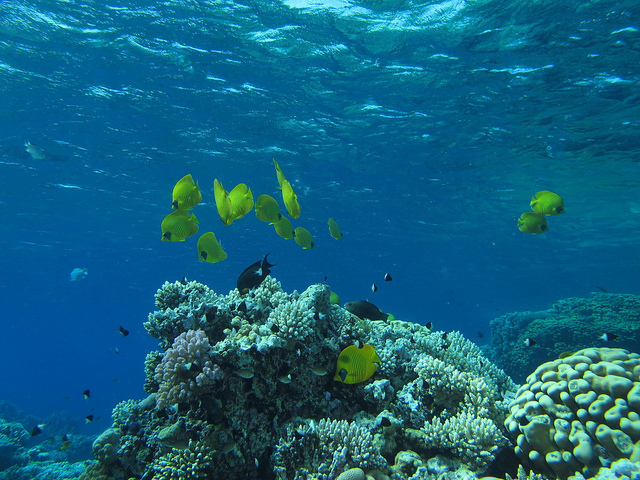 Plongée dans la Mer Rouge en Egypte