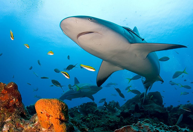 Un requin aux Bahamas