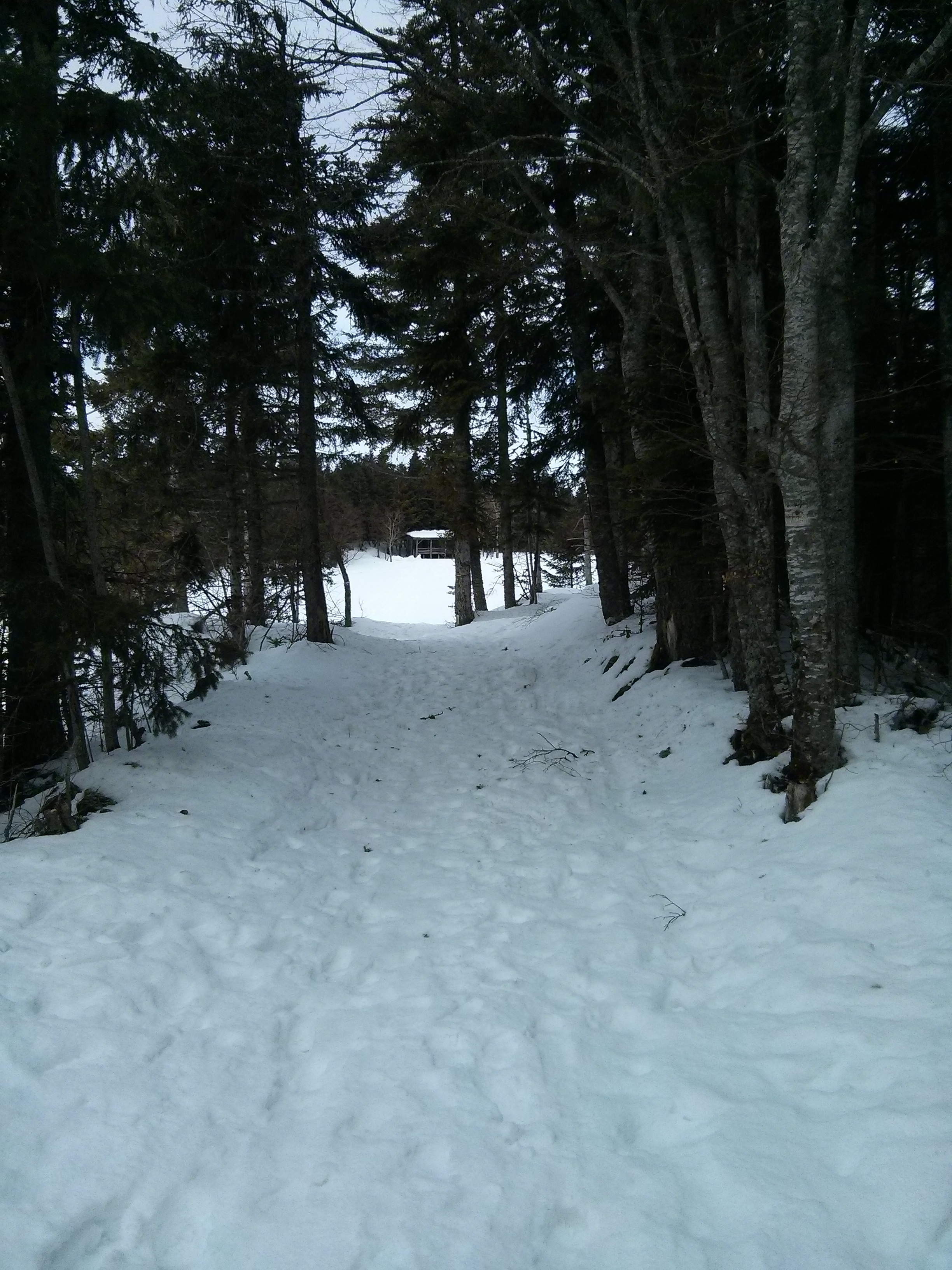 On marche entre les arbres, en direction d'un grand espace et du fameux igloo