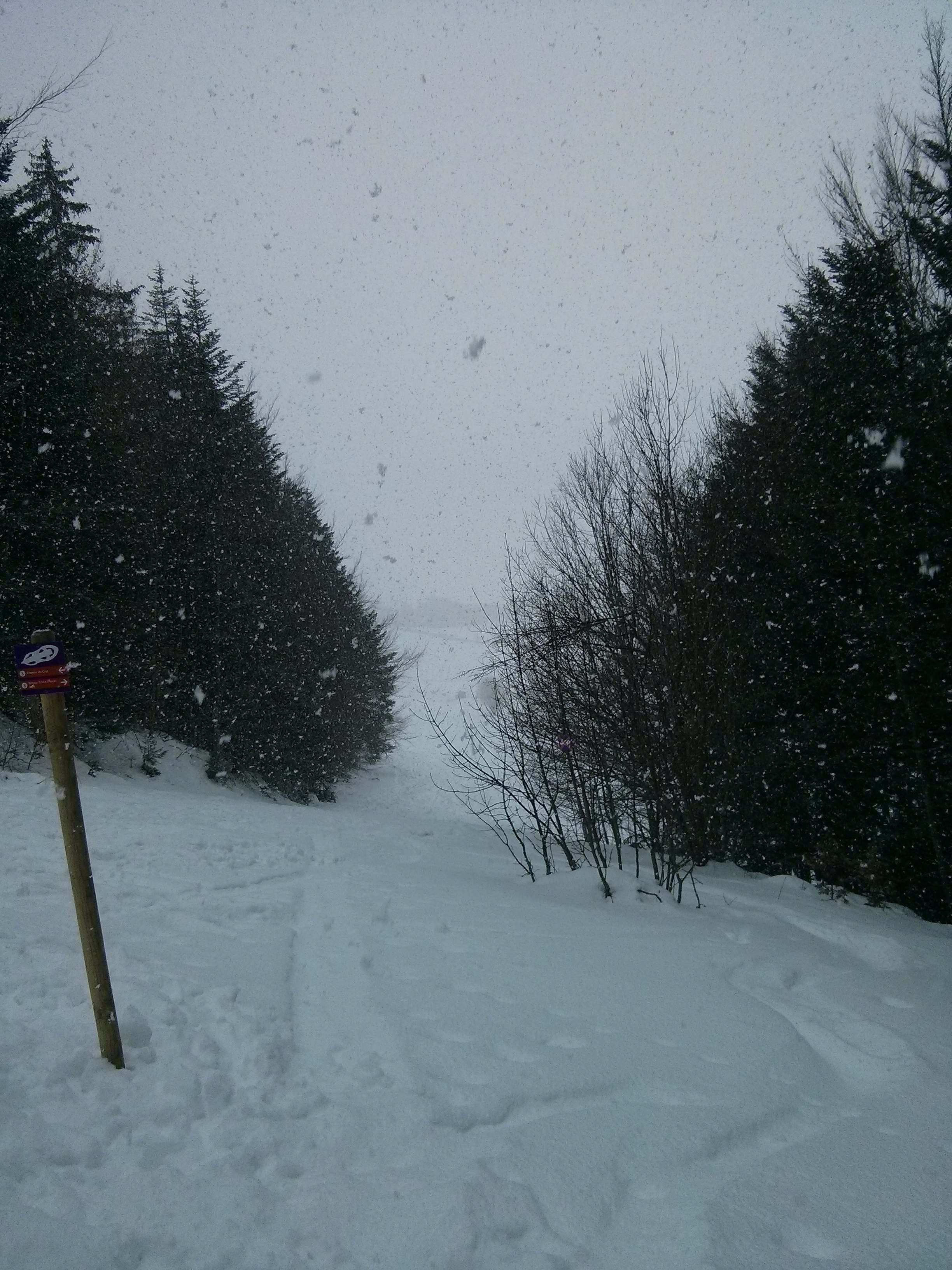 Descente en raquette sous la neige