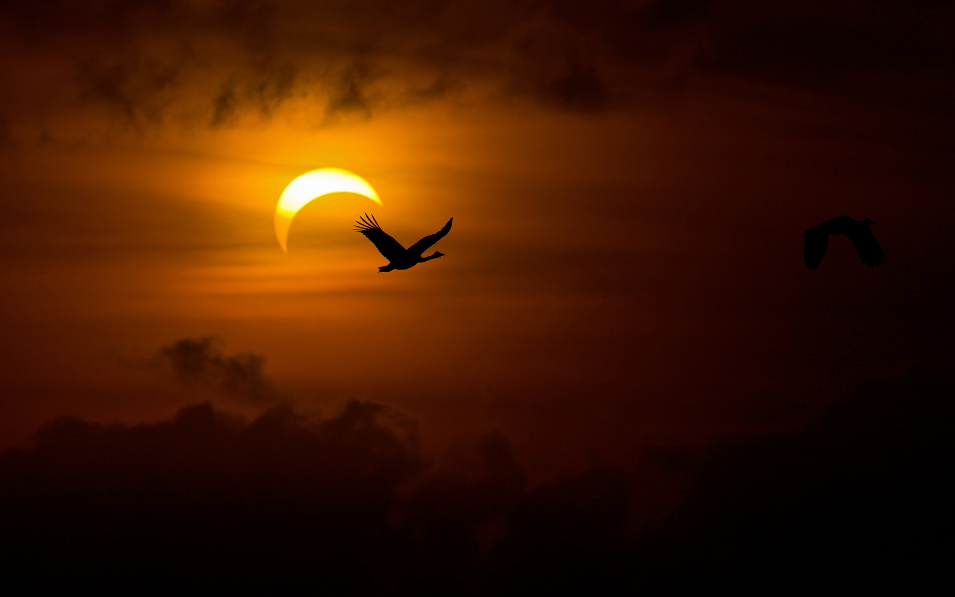 Près de l'éclipse, à vol d'oiseaux ! © eweb4.com
