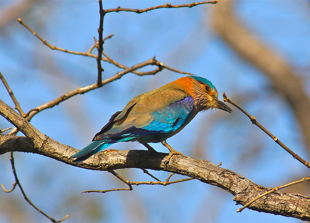 Un oiseau dans la réserve Satpura