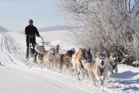 Chiens de traineau dans le Jura