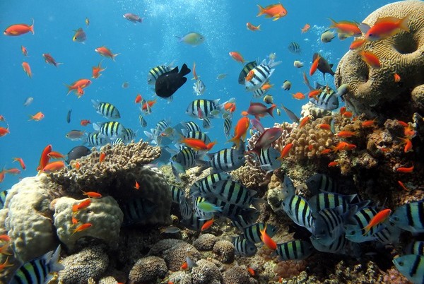 Les fonds marins de La Réunion