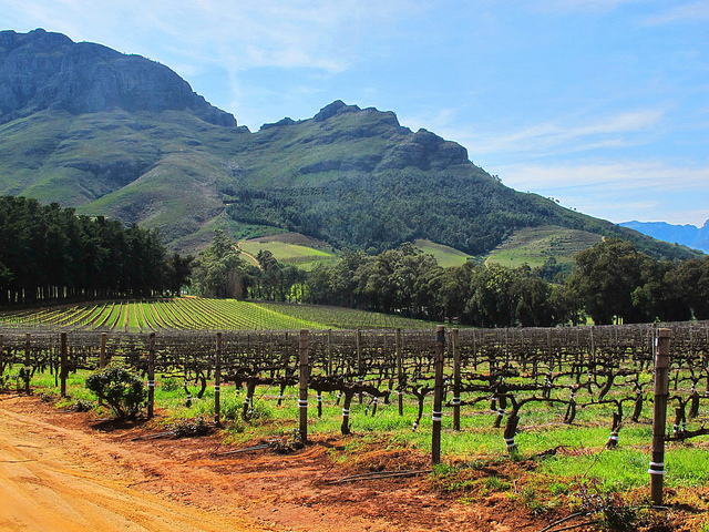 Vignoble à Stellenbosch