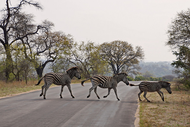 Des zèbres dans le parc Kruger