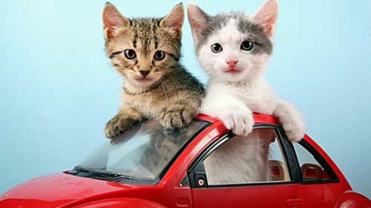 Conseils Pour Voyager En Voiture Avec Un Animal Chat