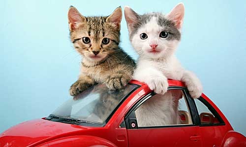 Chats en voiture !