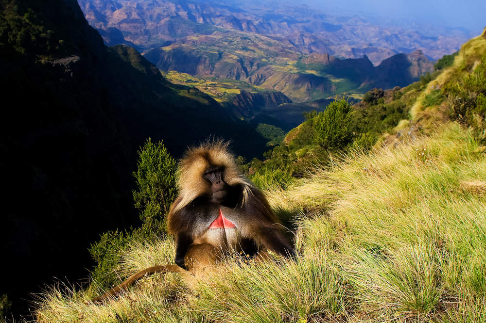 Le babouin Gelada