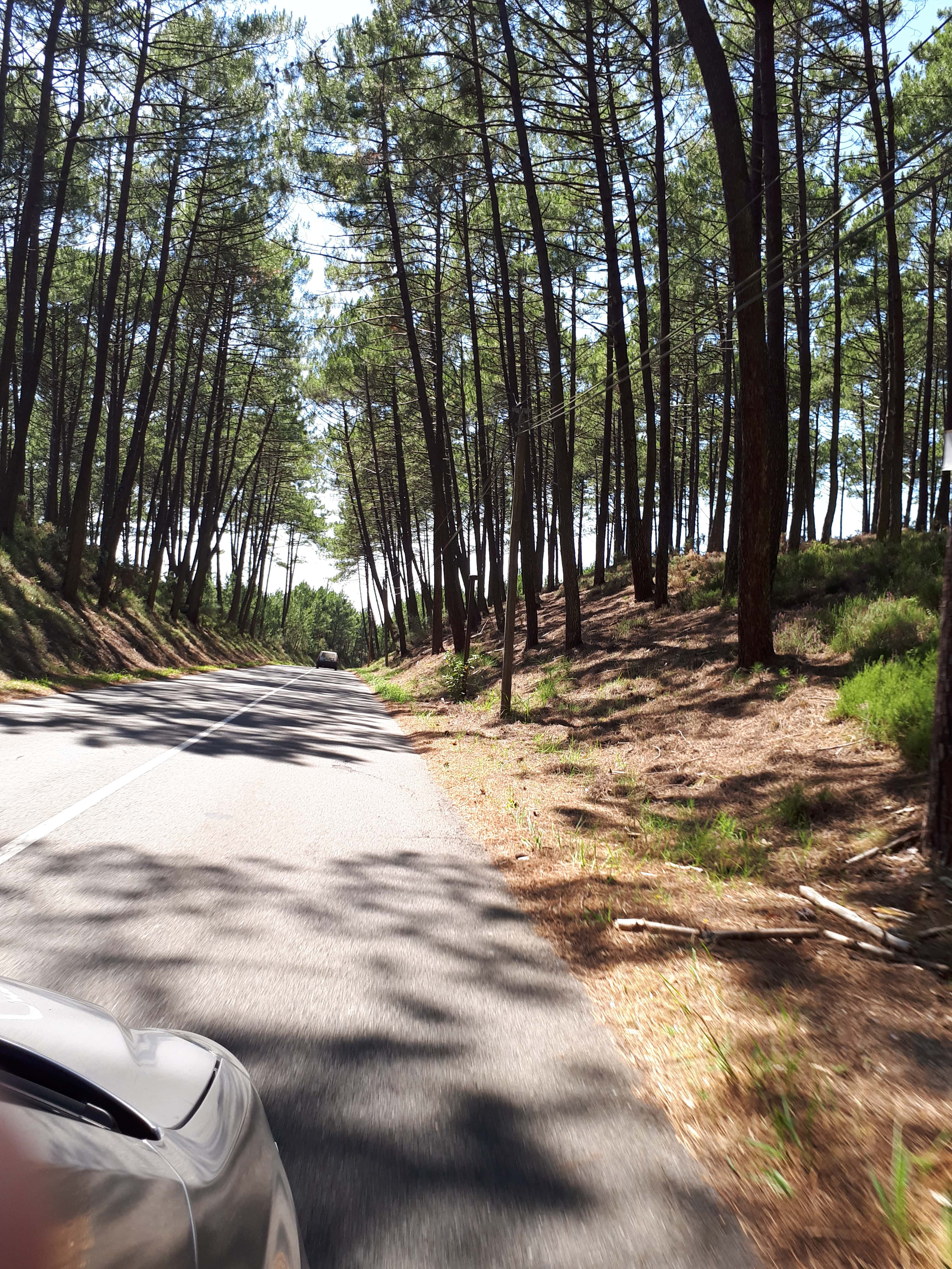 Une route au cœur des Landes