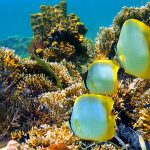 Retour d’expérience d'Emily – Projet de conservation marine aux Seychelles