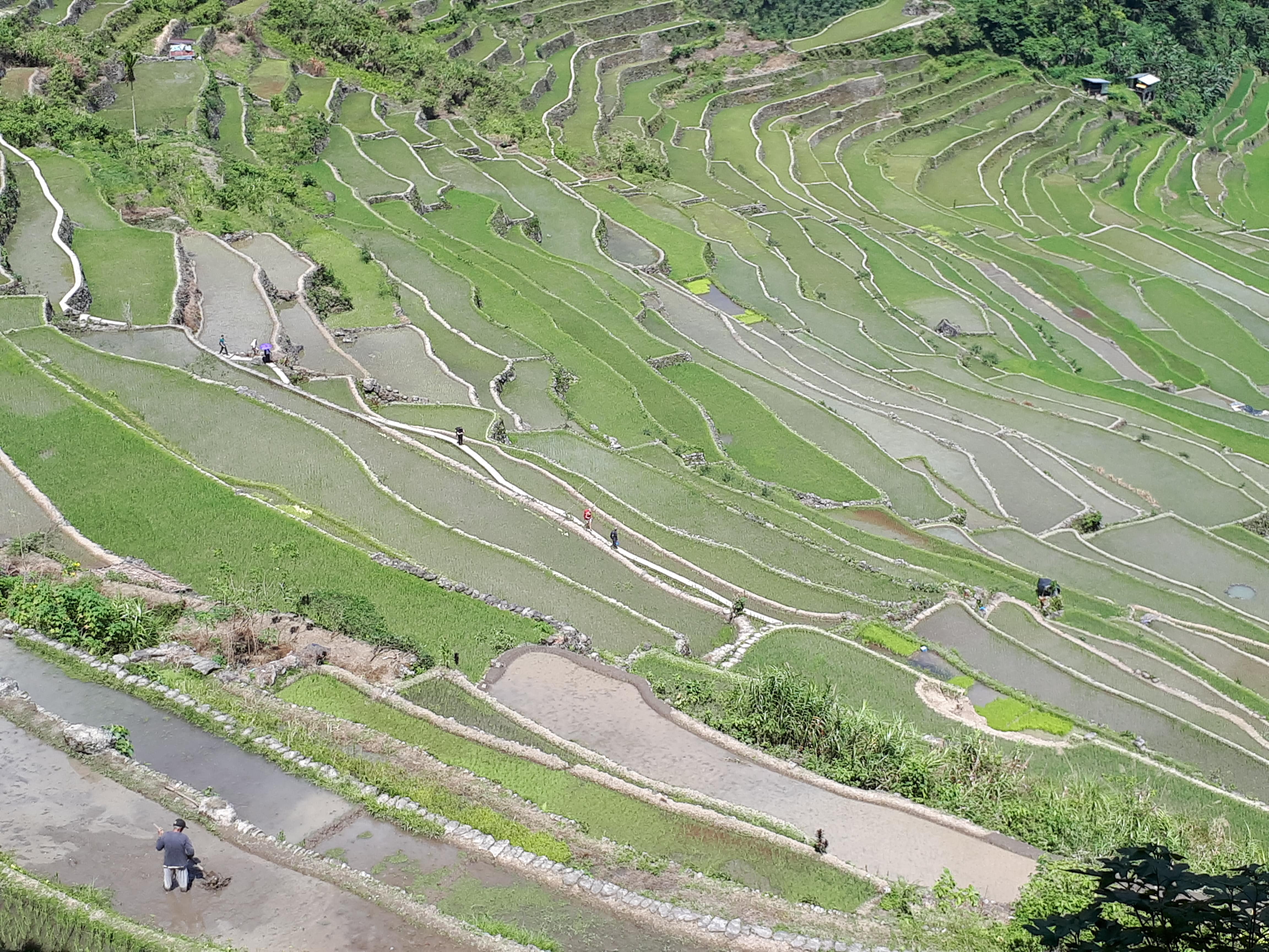 Les rizières de Batad