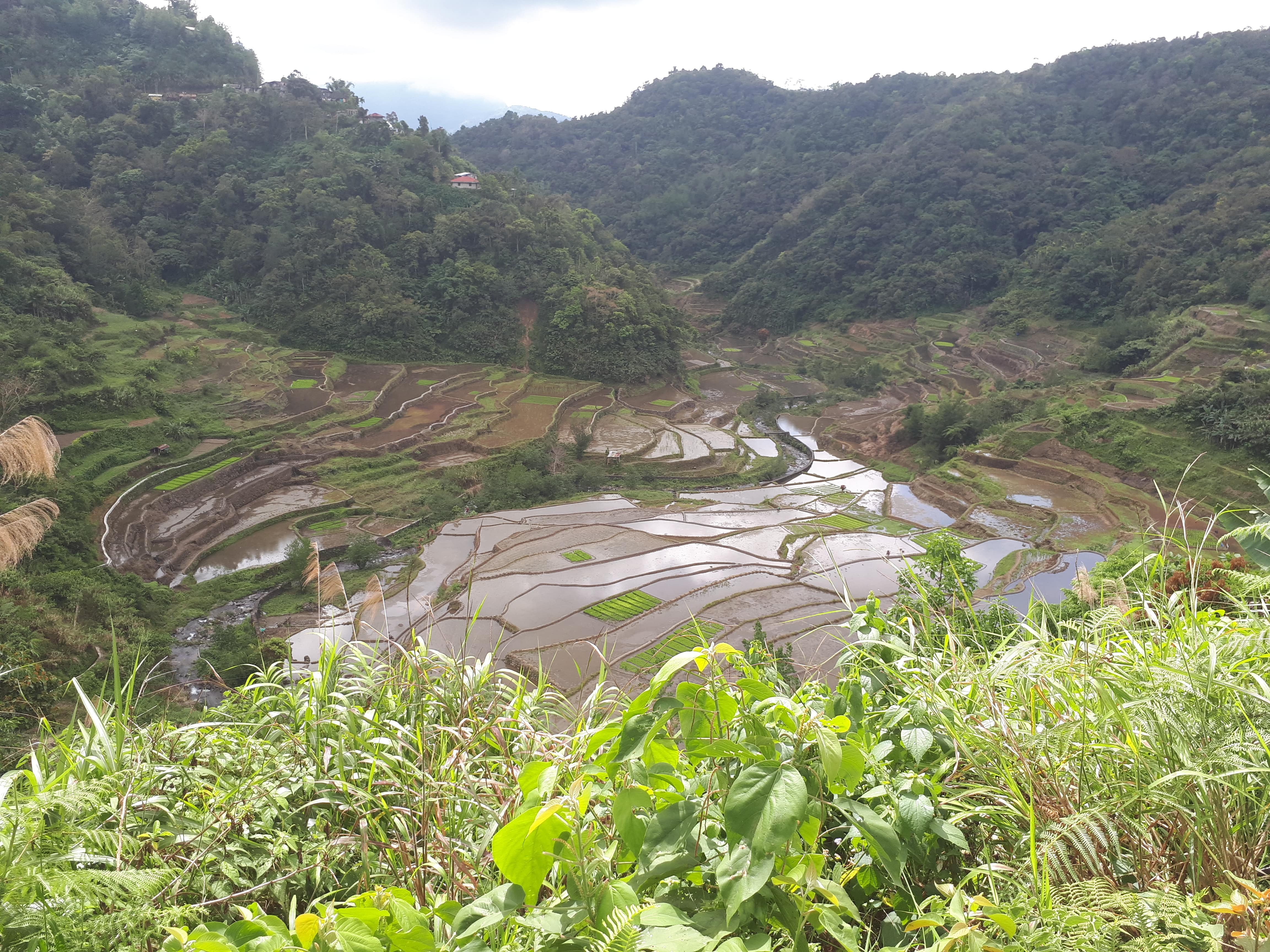 Les rizières de Banaue