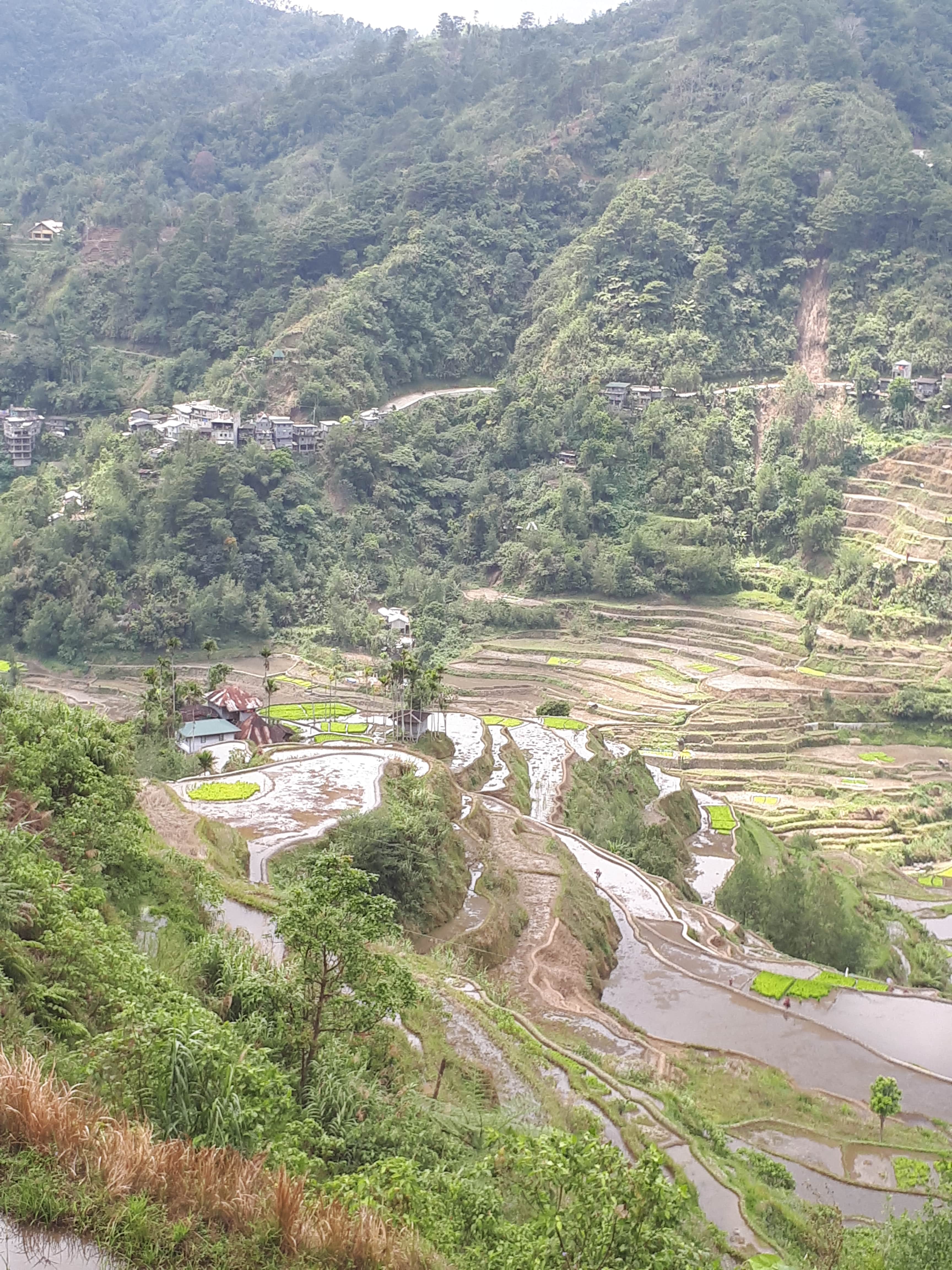 Les rizières de Banaue