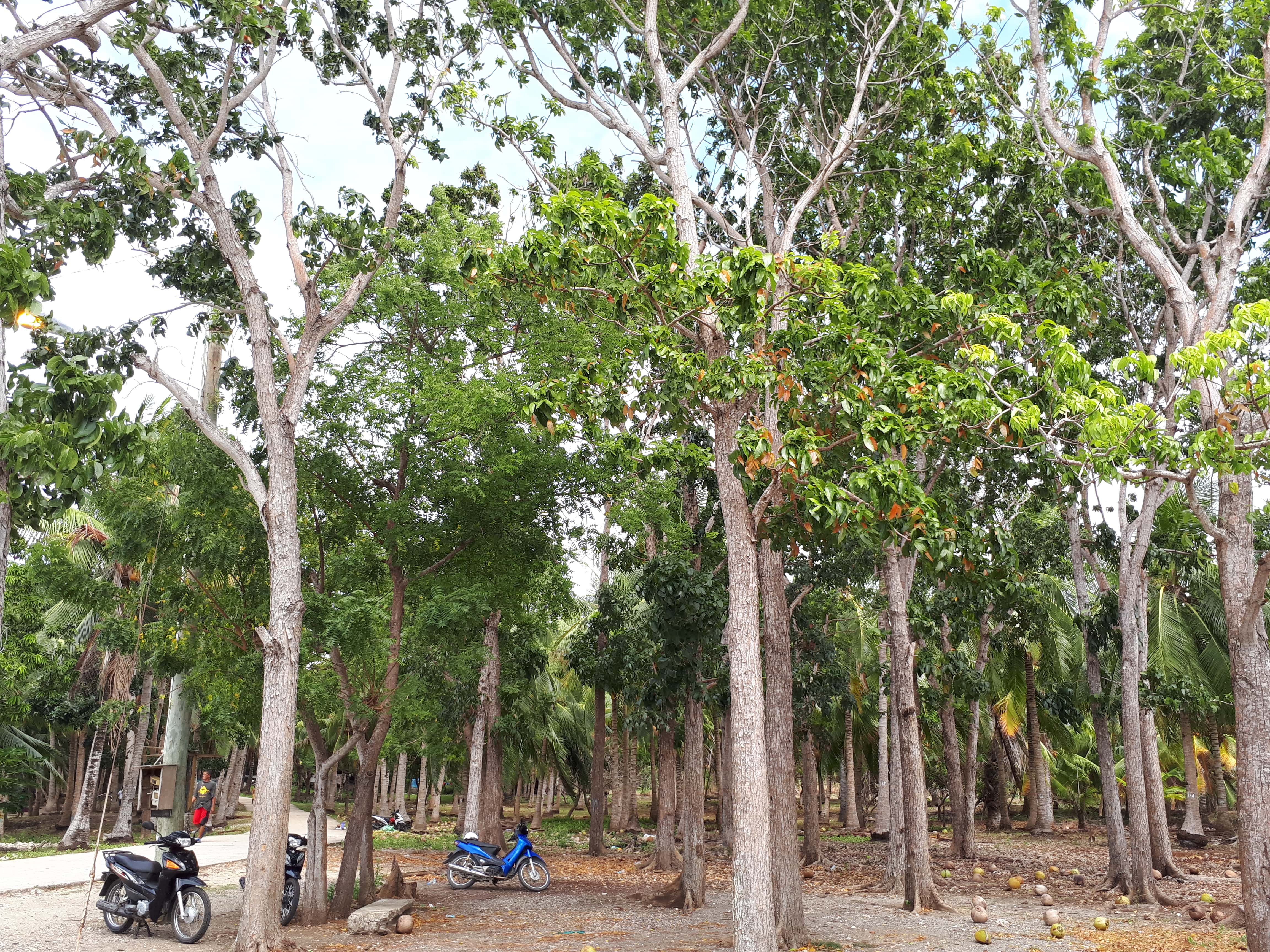 Un champ de cocotier et notre scooter près de Paliton