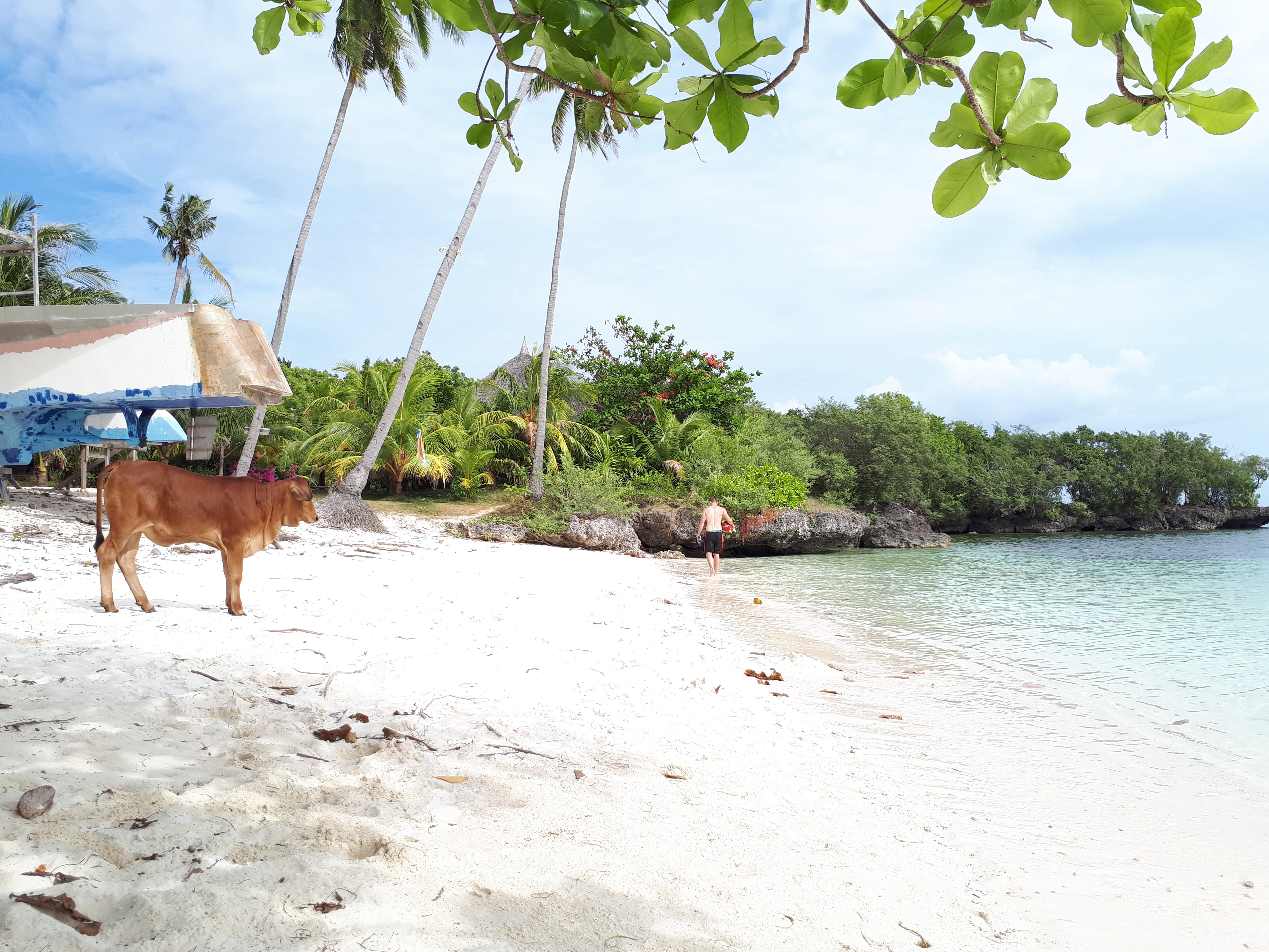 Une vache s'invite sur la plage de Paliton à Siquijor aux Philippines