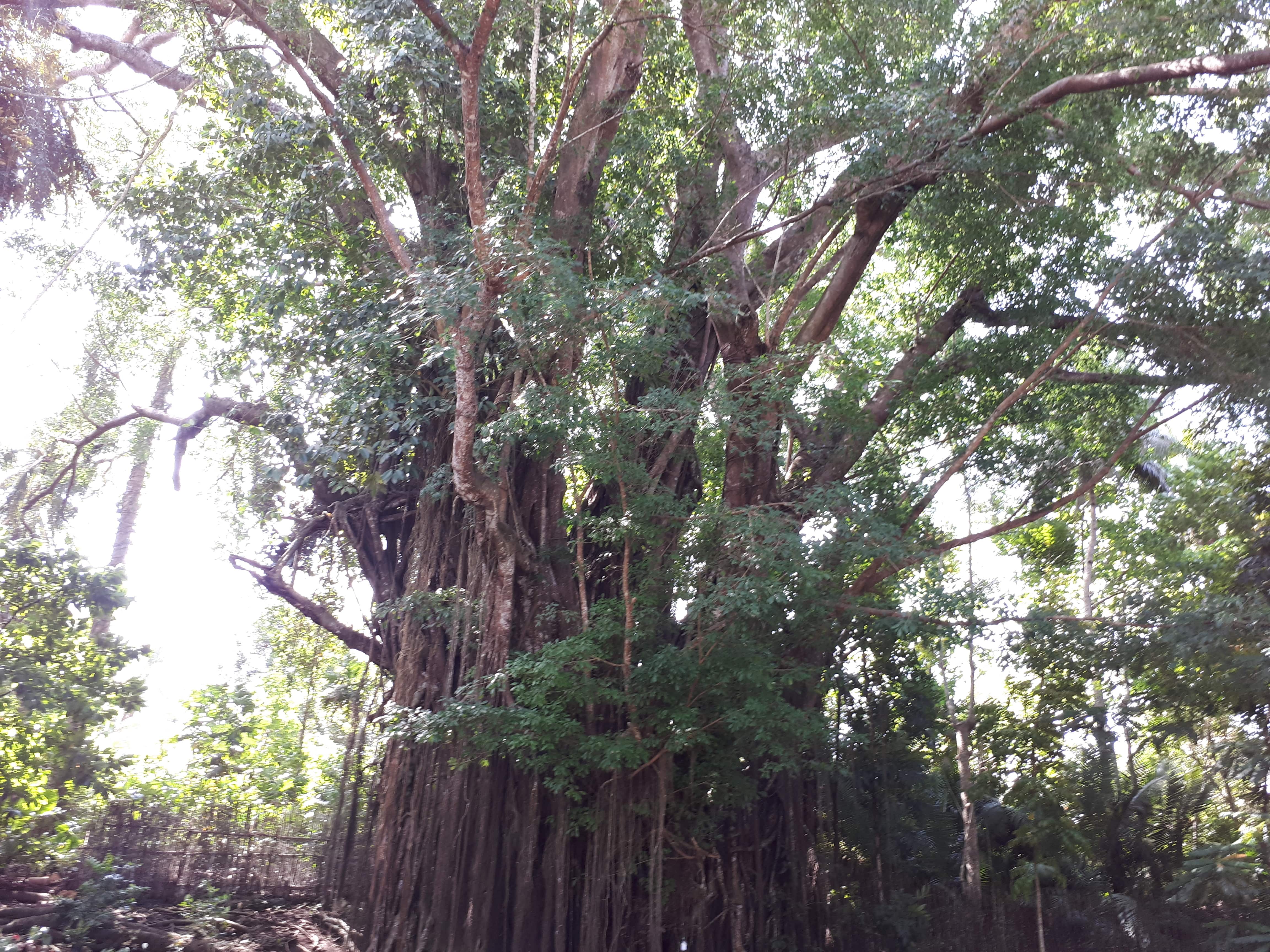 L'arbre séculaire de Balate à Siquijor