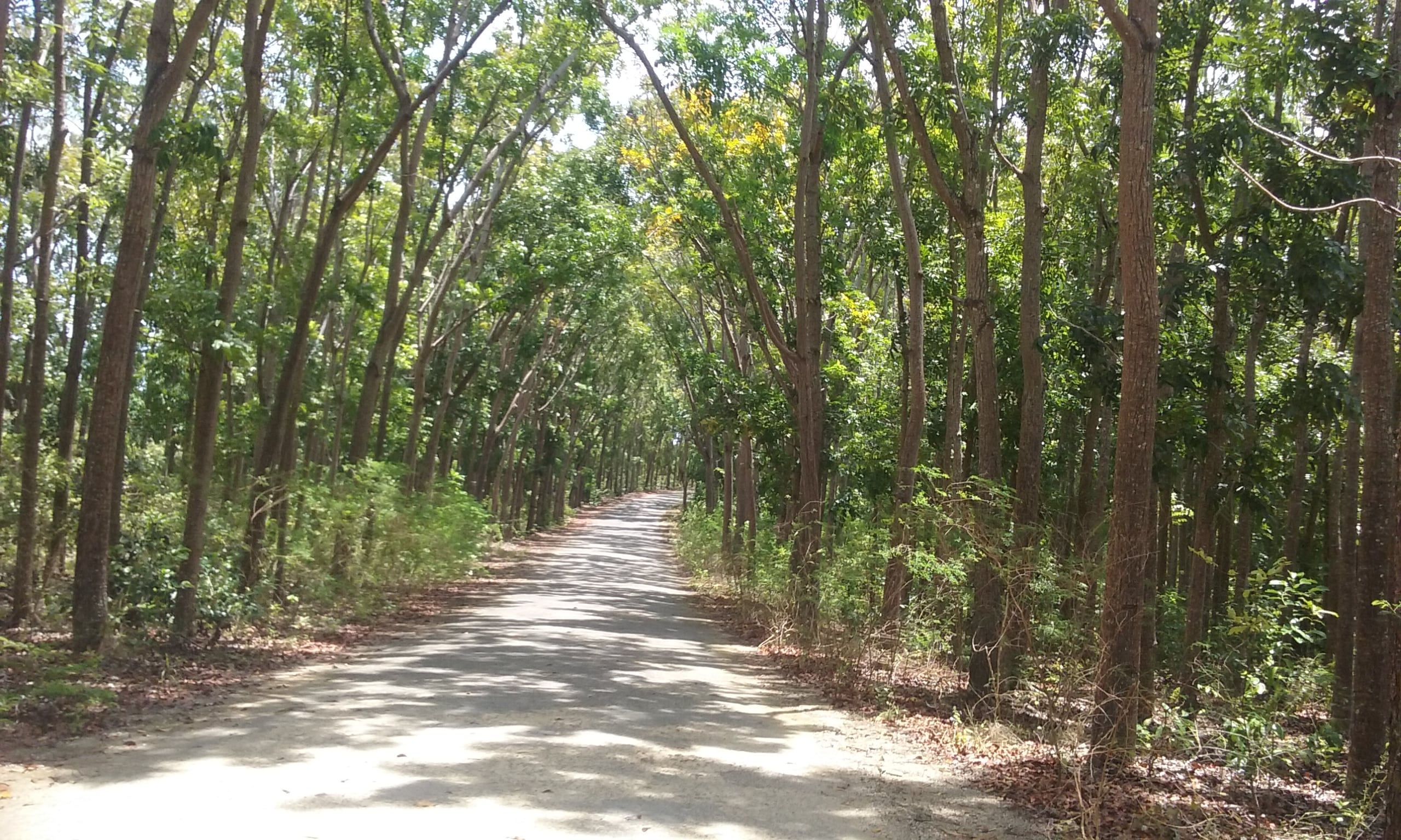 Une route dans le centre de Siquijor