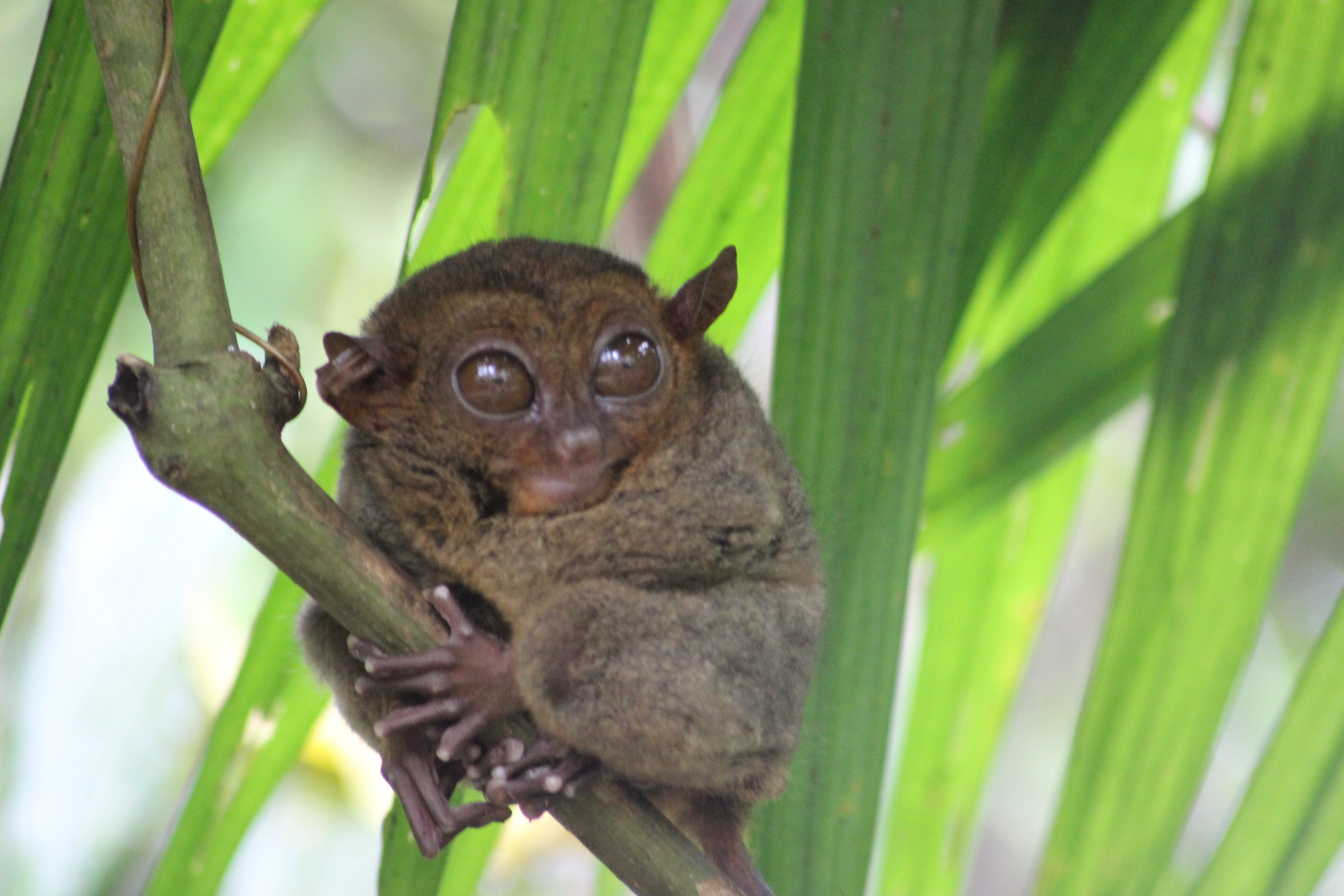 Le tarsier de Bohol aux Philippines