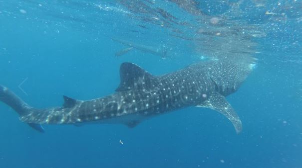 Le requin-baleine à Oslob