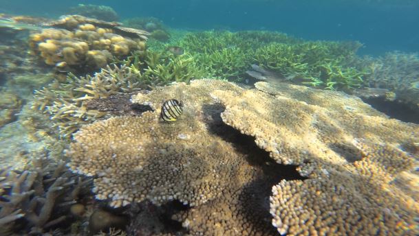 Plongée dans les îles autour de Coron aux Philippines