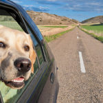 Conseils pratiques pour voyager avec son chien ou son chat