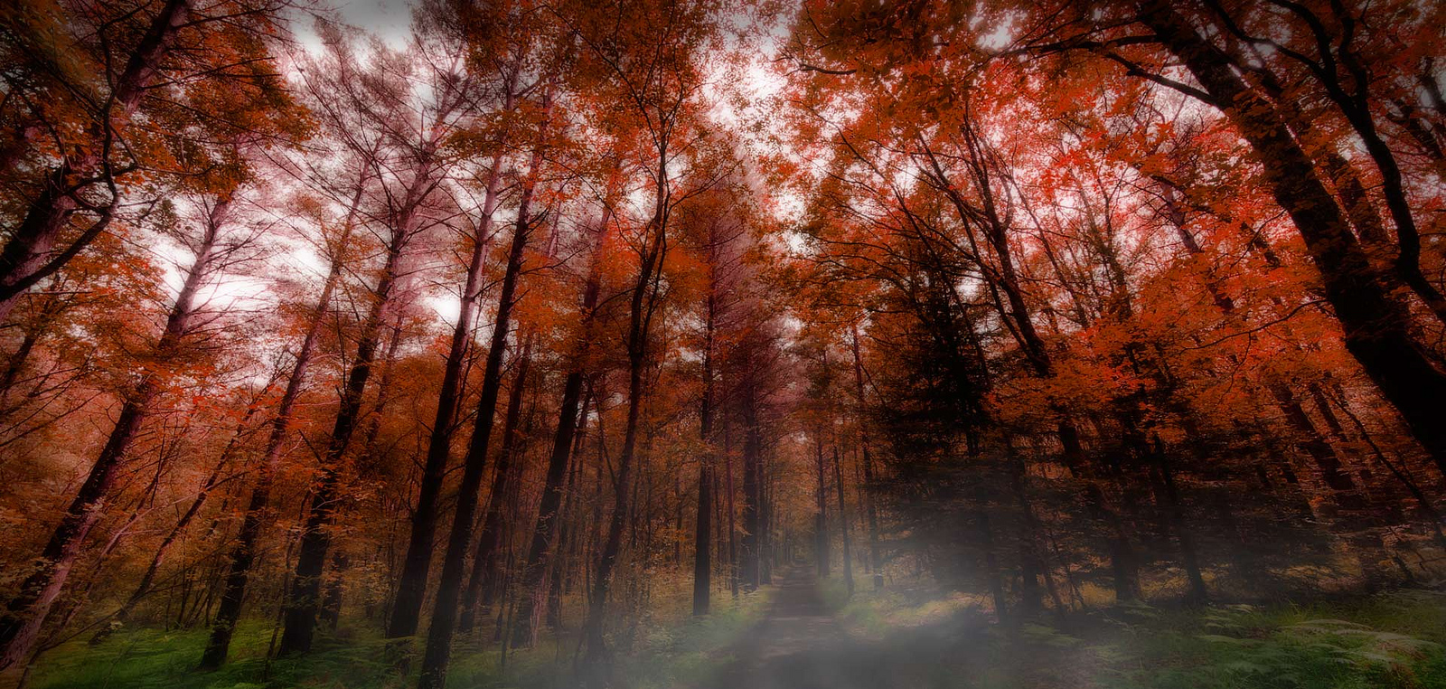 Forêt de Brocéliande