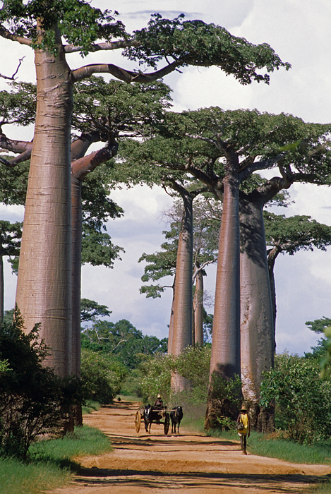 Allée des Baobabs - Madagascar