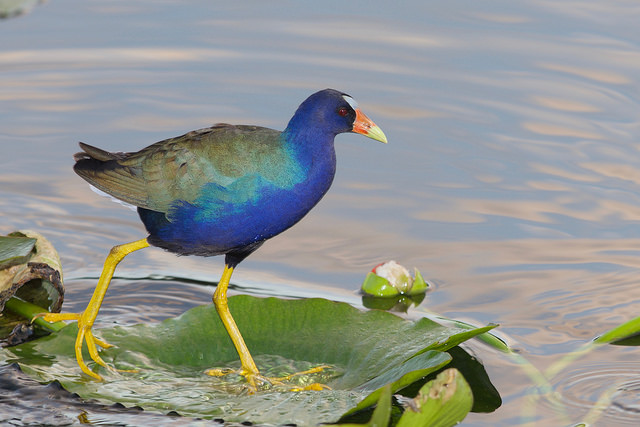 Un oiseau dans les Everglades