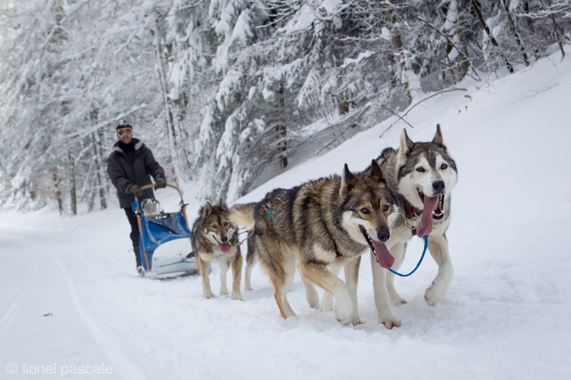 Chiens de traineau