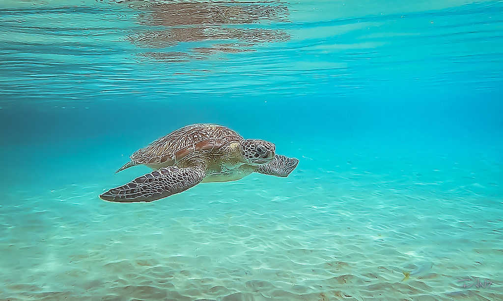 Une tortue en Martinique